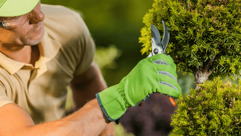 Garden Shrubs